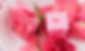 bigstock-Pink-Petals-Of-Roses-And-Burni-
