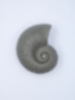 Caracol do Mar